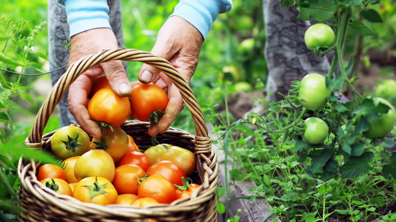 Harvesting ripe tomatoes