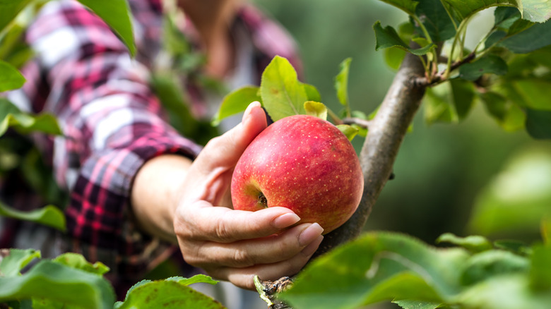 Picking apple from tree