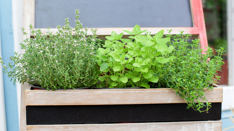 fresh green herbs 