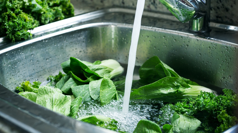 Washing bok choy in sink