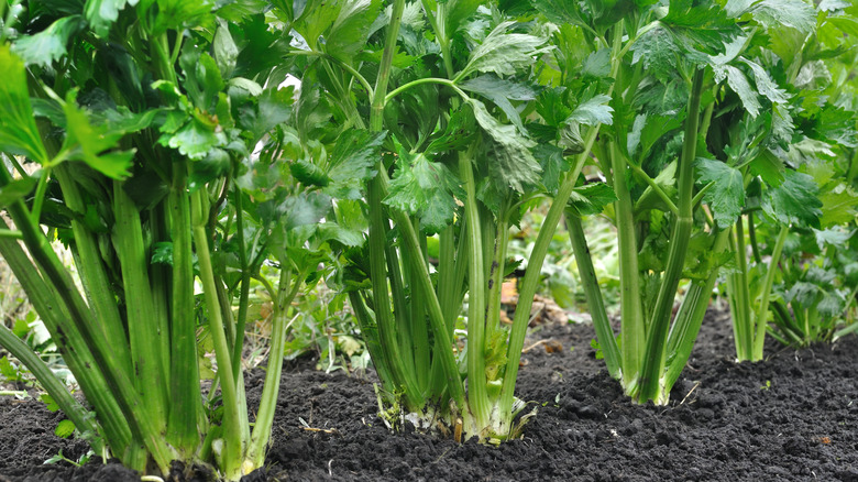 Celery plantation