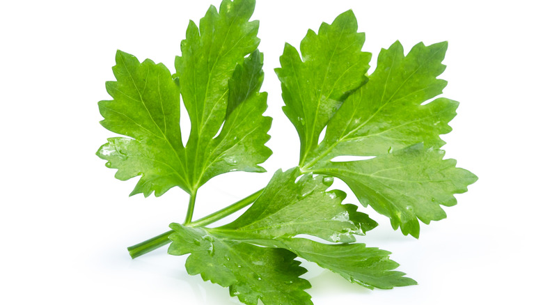 Celery leaves and stem
