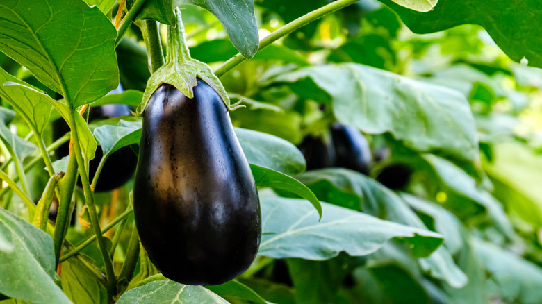 Eggplant ready for harvest