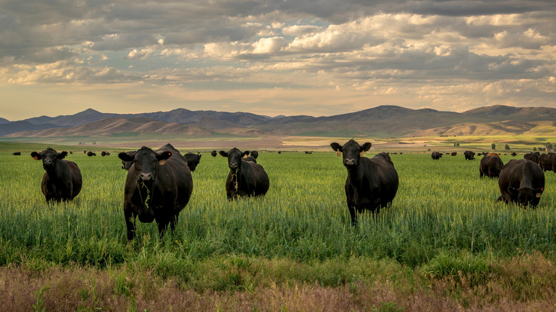 Black angus cattle in a grass field