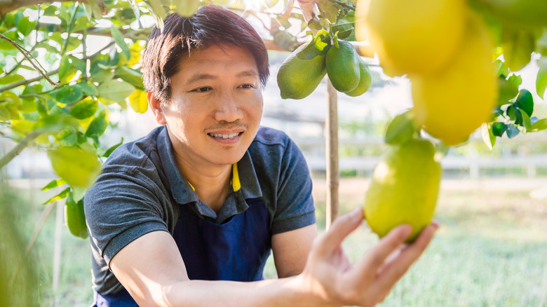 A man picks a lemon from a tree