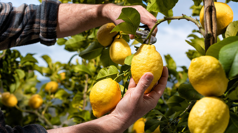 Someone cutting a lemon from a tree