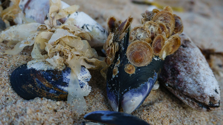 dirty mussels on beach