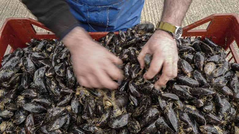 man sorting fresh mussels