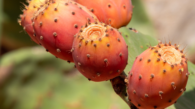 Prickly pear fruit