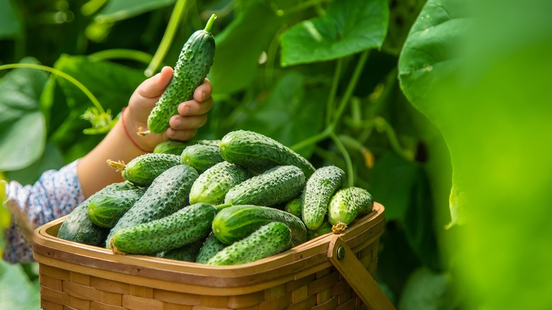 holding small cucumbers