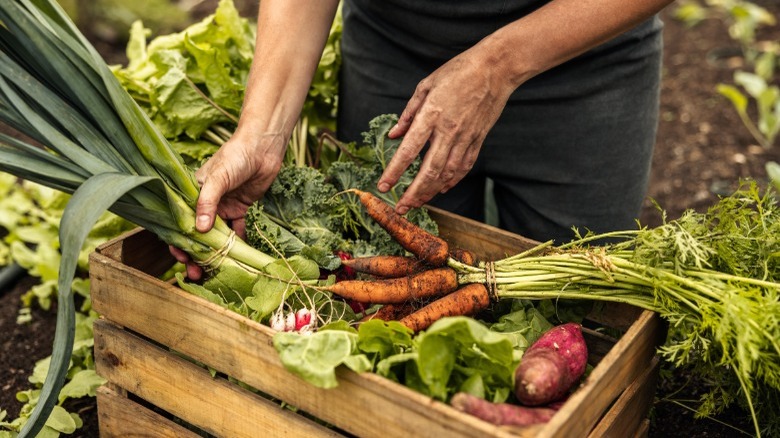 Crate of organic vegetables