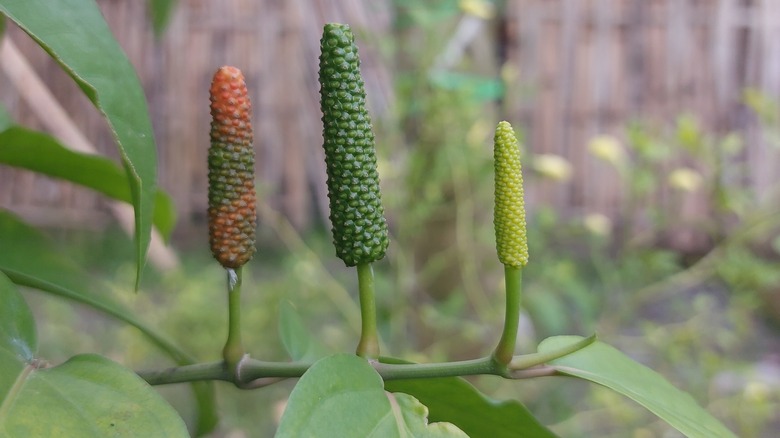long pepper or pippali plant