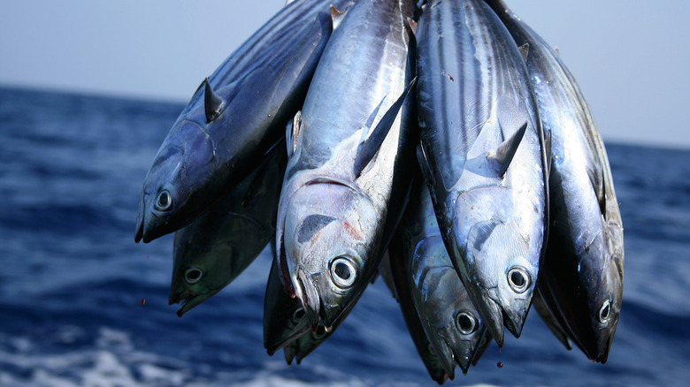 Group of caught fresh fish