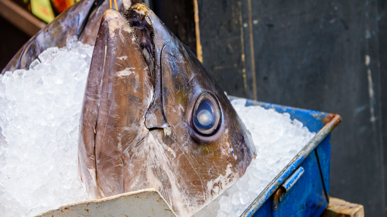 Tuna head on ice