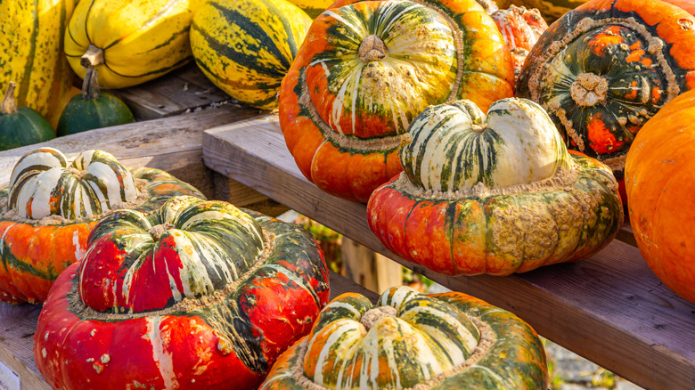 turban squash on shelf