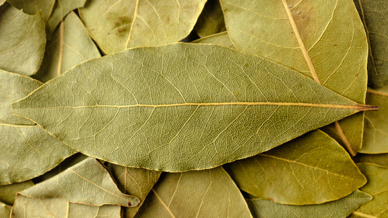 Bay leaves up close