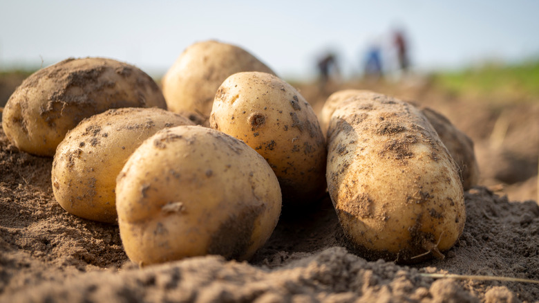 potatoes in dirt