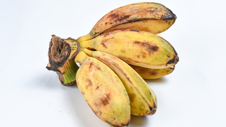 Saba bananas bunch white background