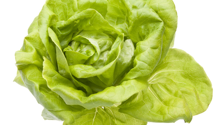 Bibb lettuce