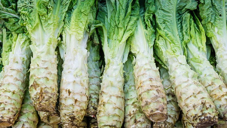 Celtuce plants