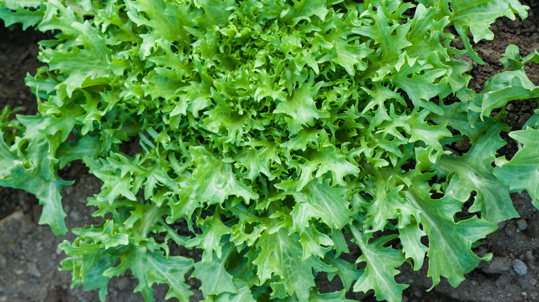 Frisée lettuce