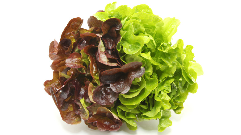 Mignonette lettuce