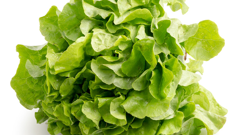 Oak leaf lettuce