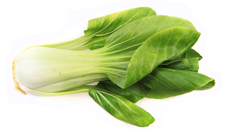 Tat soi lettuce