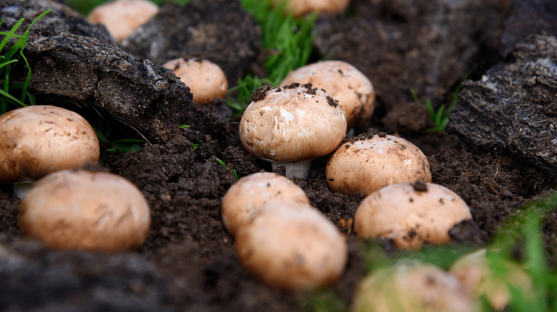 Cremini mushrooms growing dirt