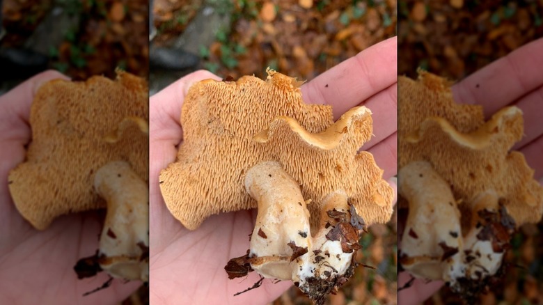 Hedgehog mushroom in forest