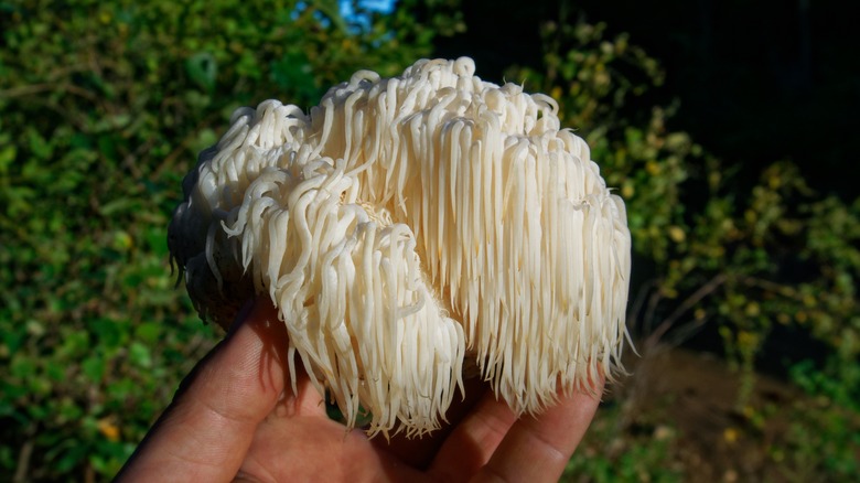 Lion's mane mushrooms in hand