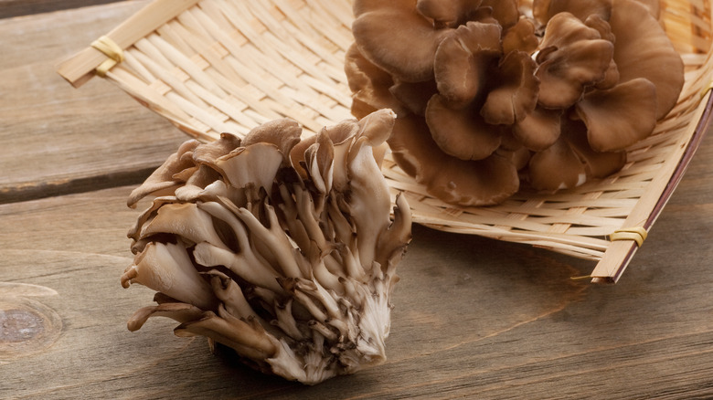 Maitake mushrooms cluster