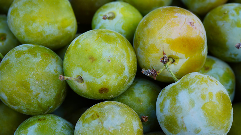 Greengage Plum