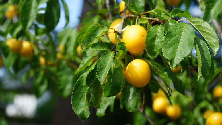 Myrobalan plum tree