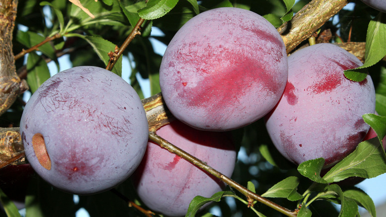 Santa Rosa Plum