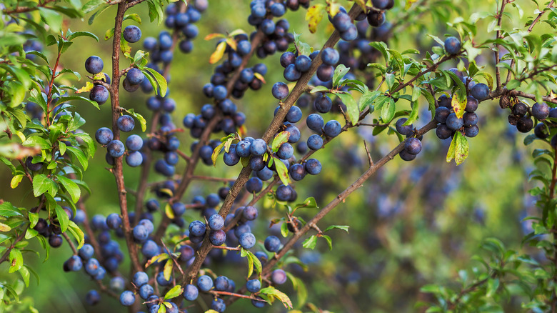 Sloe plum on trees