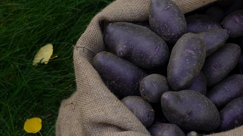 All blue potatoes in sack