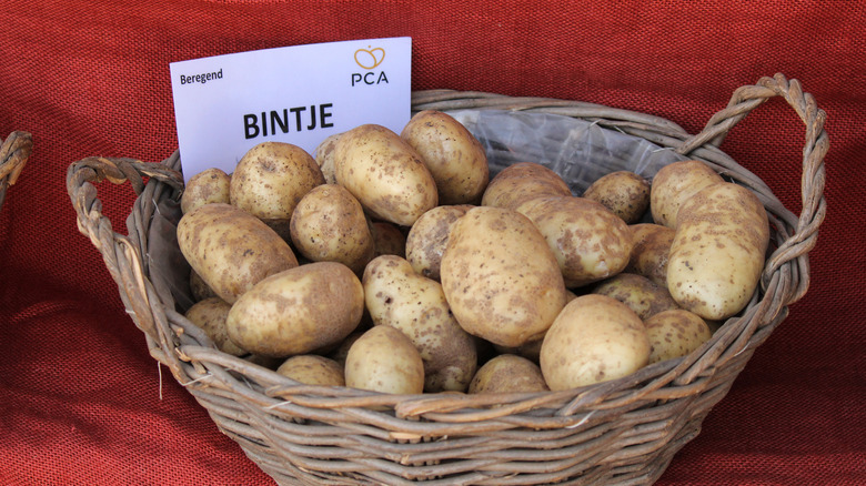 Basket of Bintje potatoes 