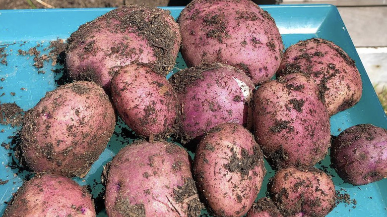 Caribe potatoes with dirt
