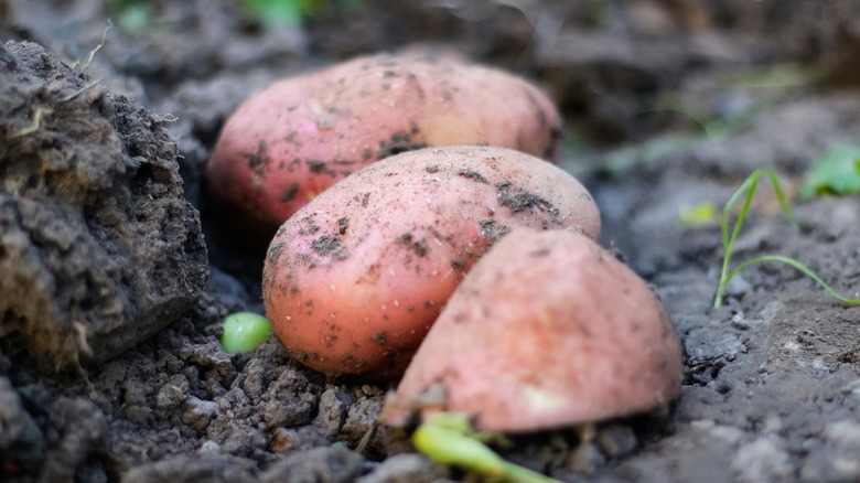 Desiree potatoes on soil