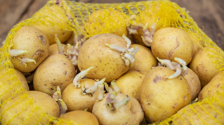 Sprouted potatoes in bag