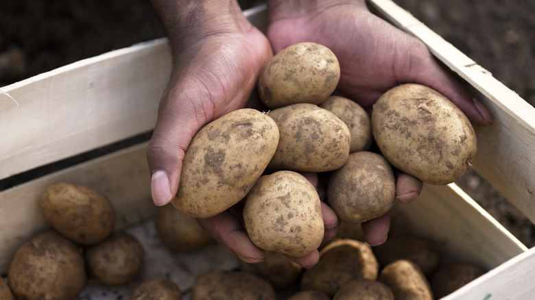 Hand-held potatoes in crate