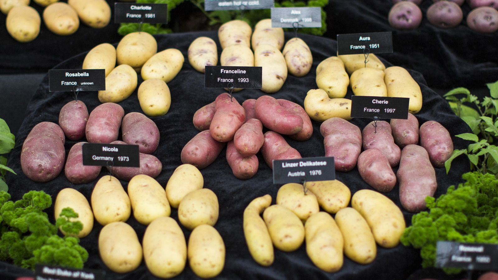 Types of Potatoes: The 8 Potato Varieties to Know