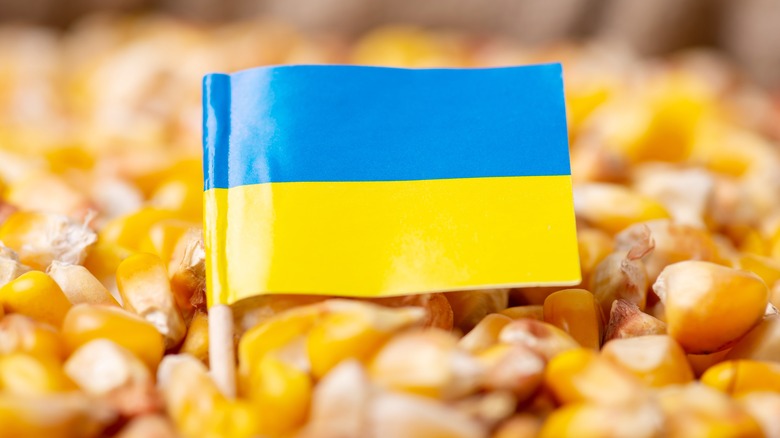 Small Ukrainian flag amidst kernels of corn 