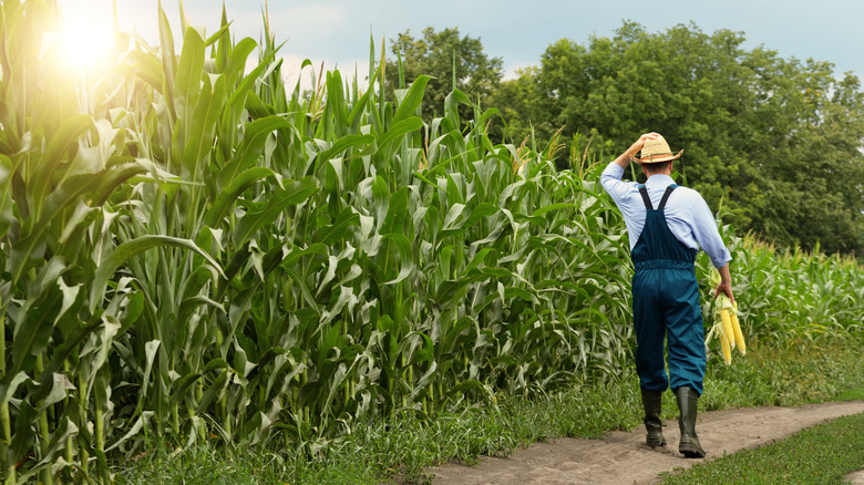 Farmer walks along cornfield 