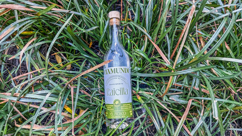 viamundi raicilla bottle laid on green grass