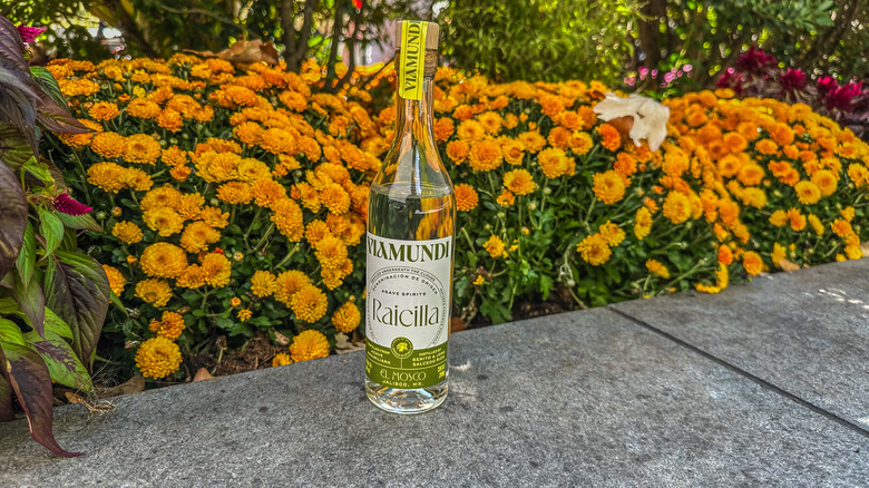 viamundi raicilla bottle in front of flowers