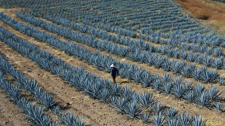 man walking through agave field