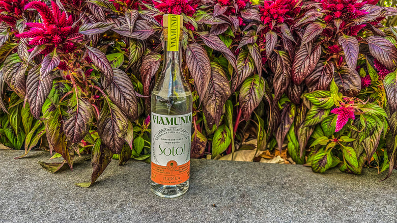 Viamundi Sotol bottle with plant