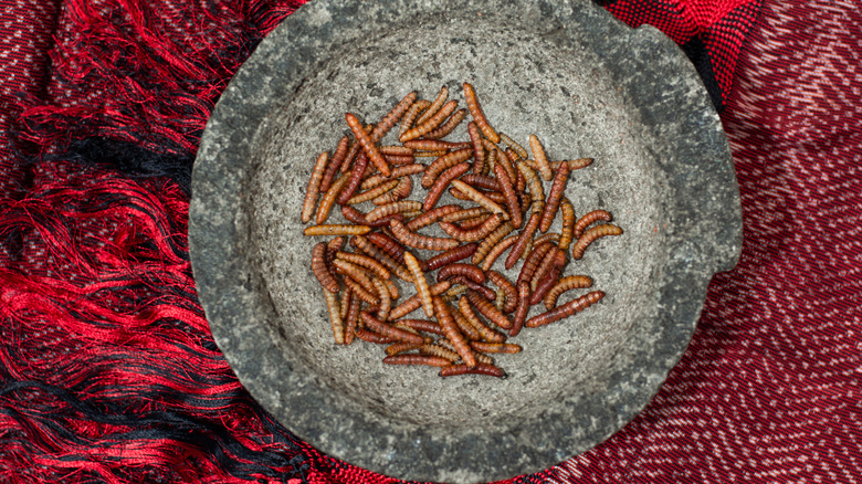 maguey worms in a molcajete